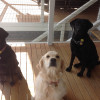 my pets my pets