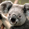 Koala Koala