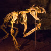 Thylacoleo reconstruction, Victoria fossil cave-2 by Simon Tout